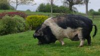Funds roll in for Laois escape artist pig