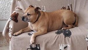 Loyal Laois dog stayed with dead owner for 10 days