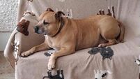 Loyal Laois dog stayed with dead owner for 10 days