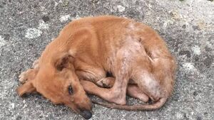 Heartbreak over 'bag of bones' dog in Laois