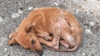 Heartbreak over 'bag of bones' dog in Laois