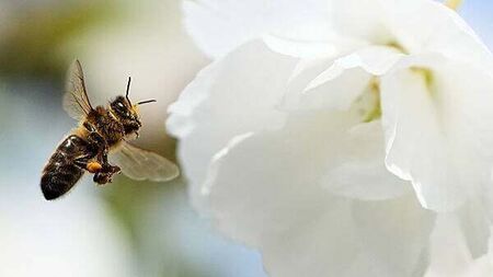 Ireland has warmest spring in 126 years – Met Éireann