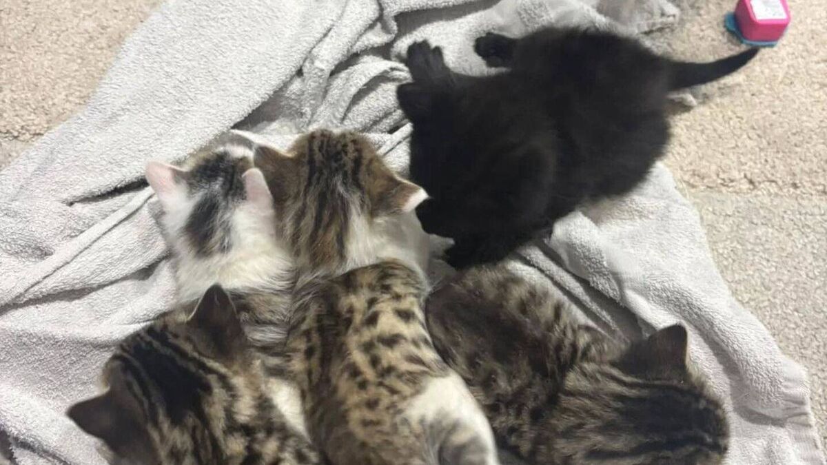 Kittens found dumped in Laois ditch