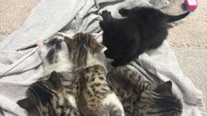 Kittens found dumped in Laois ditch