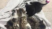 Kittens found dumped in Laois ditch