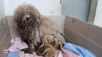 Five dogs rescued in severe state of neglect from Laois home