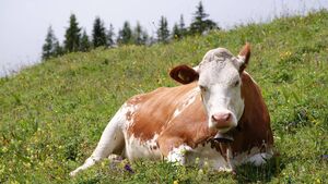Laois GAA club is hoping to score with raffle for prize Heifer Laois GAA club is hoping to score with raffle for prize Heifer