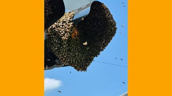 People flee in fright as giant ball of bees swarm traffic lights in Limerick City