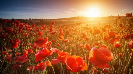 Fr Paddy Byrne: Summer Solstice offers opportunity for reflection on creation