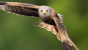Police investigate after red kite found fatally poisoned in Co Down Police investigate after red kite found fatally poisoned in Co Down