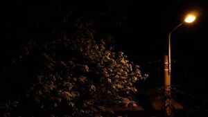 Dark Laois road has '10 poles and one light' Dark Laois road has '10 poles and one light'