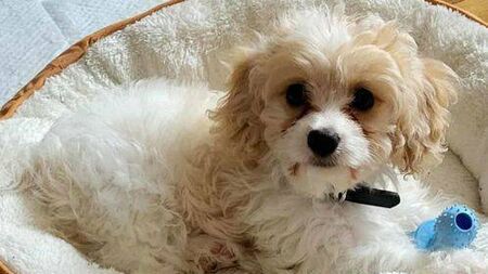 Recruitment for a second dog warden is underway in Laois