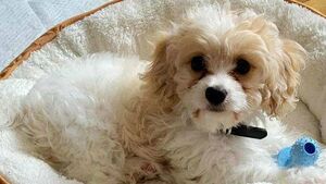 Recruitment for a second dog warden is underway in Laois