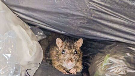 Laois residents unable to open their doors for fear of rats