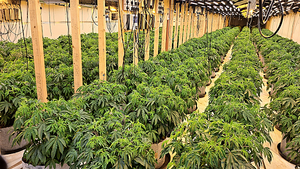 Suspected cannabis operation linked to INLA, police say