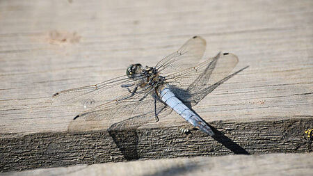 First recorded sighting of rare dragonfly in Belfast hailed by conservationists