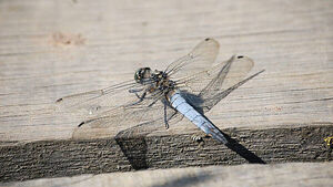 First recorded sighting of rare dragonfly in Belfast hailed by conservationists First recorded sighting of rare dragonfly in Belfast hailed by conservationists