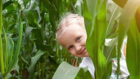 A-maizing Laois Maize Maze to open soon