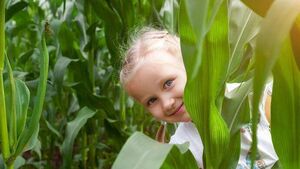 A-maizing Laois Maize Maze to open soon A-maizing Laois Maize Maze to open soon