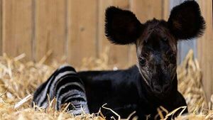 Rare and endangered okapi calf is ‘thriving’ at Dublin Zoo Rare and endangered okapi calf is ‘thriving’ at Dublin Zoo