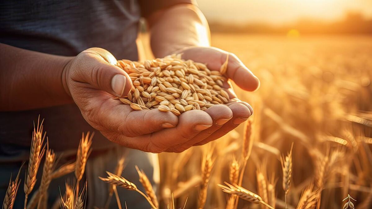 Fr Paddy Byrne: August … a time to harvest