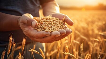 Fr Paddy Byrne: August … a time to harvest