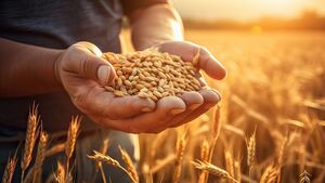 Fr Paddy Byrne: August … a time to harvest Fr Paddy Byrne: August … a time to harvest