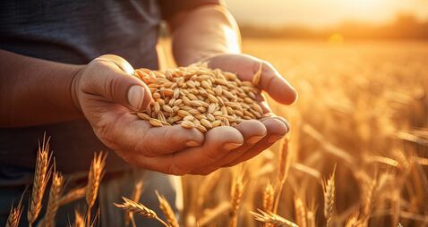 Fr Paddy Byrne: August … a time to harvest