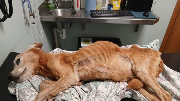 Petition launched to return emaciated dog to animal shelter