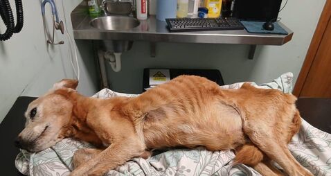 Petition launched to return emaciated dog to animal shelter