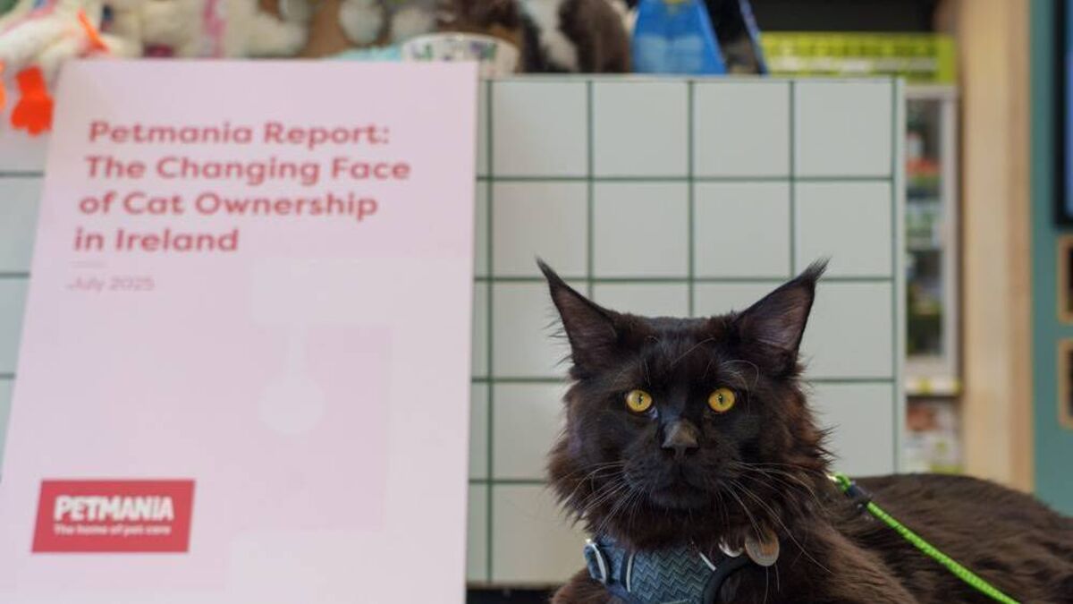 Majority of Laois cats owners say feline friends are misunderstood