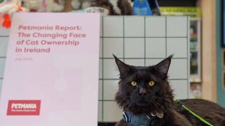 Majority of Laois cats owners say feline friends are misunderstood