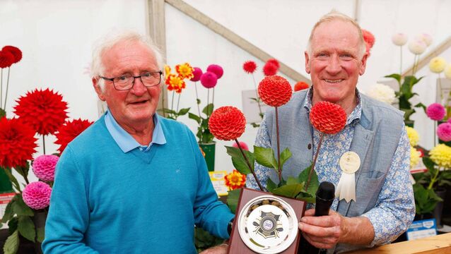 <p>Martin Lawlor from Durrow is presented with 1st place prize in the Best Exhibit in the Dahlia Section by John Donoghue, Tullamore Show Horticulture organiser and judge, at the Tullamore Show and FBD National Livestock Show. Photo: Jeff Harvey</p>