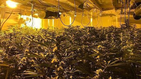 Five arrested as cannabis worth more than €579,000 seized in NI