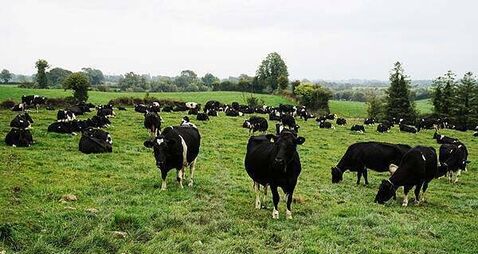 Officers acted proportionately in shooting ‘aggressive’ cow heading towards busy road