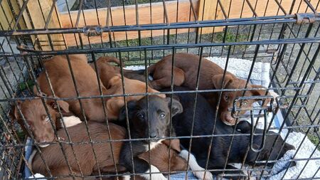 'Finder' of dumped Laois pups admits he's the owner 