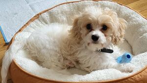 Adorable puppies sought for competition in Laois