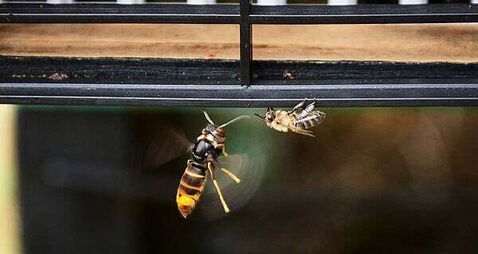 Ireland still only has one confirmed Asian Hornets nest, NPWS insists