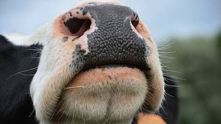 Cork Marts fined €4,250 after RTÉ programme highlighted animal welfare breaches