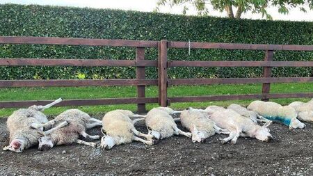 Brutal dog attack leaves pet sheep dead on farm
