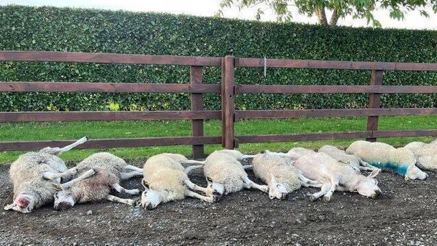 Eleven sheep were massacred in the dog attack on the Reddy farm <p>Eleven sheep were massacred in the dog attack on the Reddy farm </p>