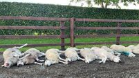 Brutal dog attack leaves pet sheep dead on farm