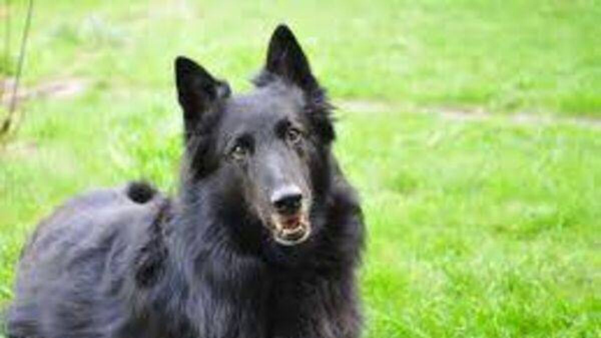 Owner fined after dogs attack two girls