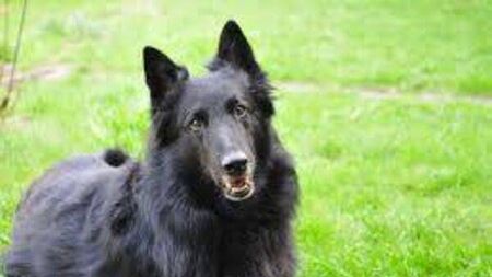 Owner fined after dogs attack two girls