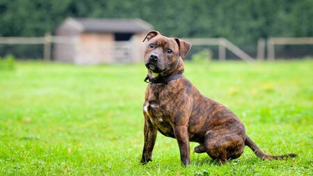 Unmuzzled Staffie in Athy costs its owner €400 in fines