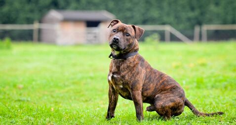 Unmuzzled Staffie in Athy costs its owner €400 in fines