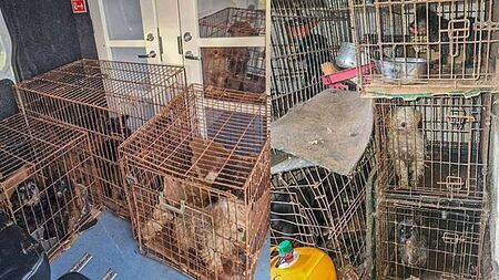 Donegal gardaí seize 14 dogs found in 'shocking conditions'