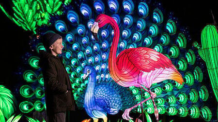 Dublin Zoo announces the return of Wild Lights this November