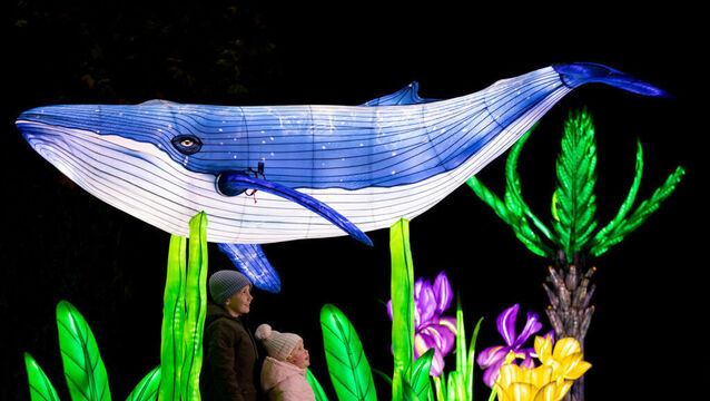 Dublin Zoo announces the return of Wild Lights this November
