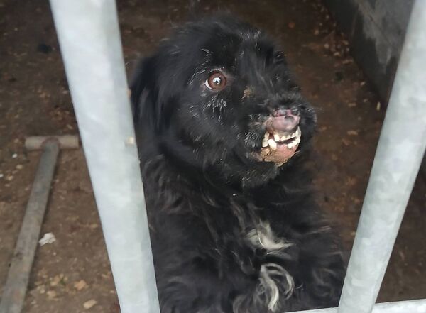 Eight dogs found living in dirty conditions with no access to fresh drinking water 